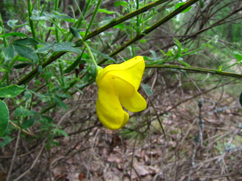 Изображение особи Sarothamnus scoparius.