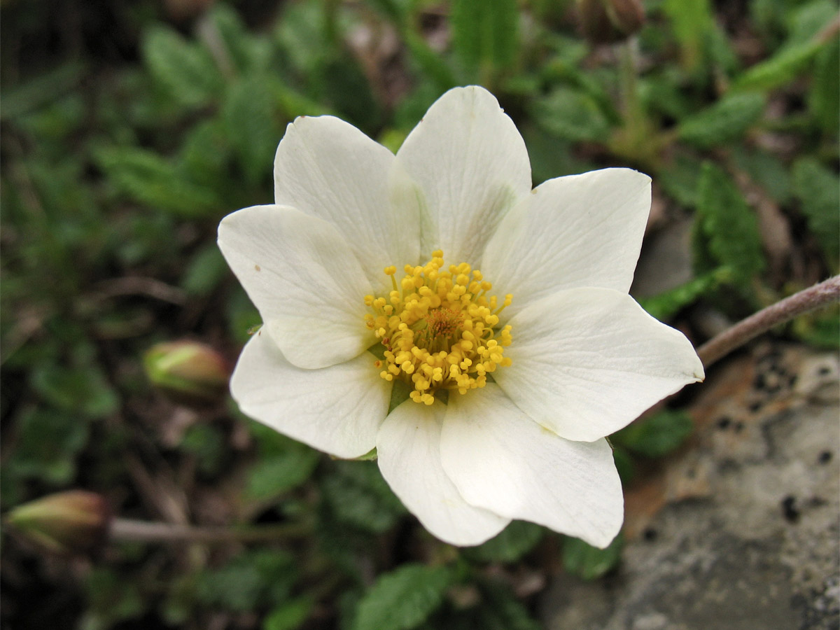 Изображение особи Dryas octopetala.