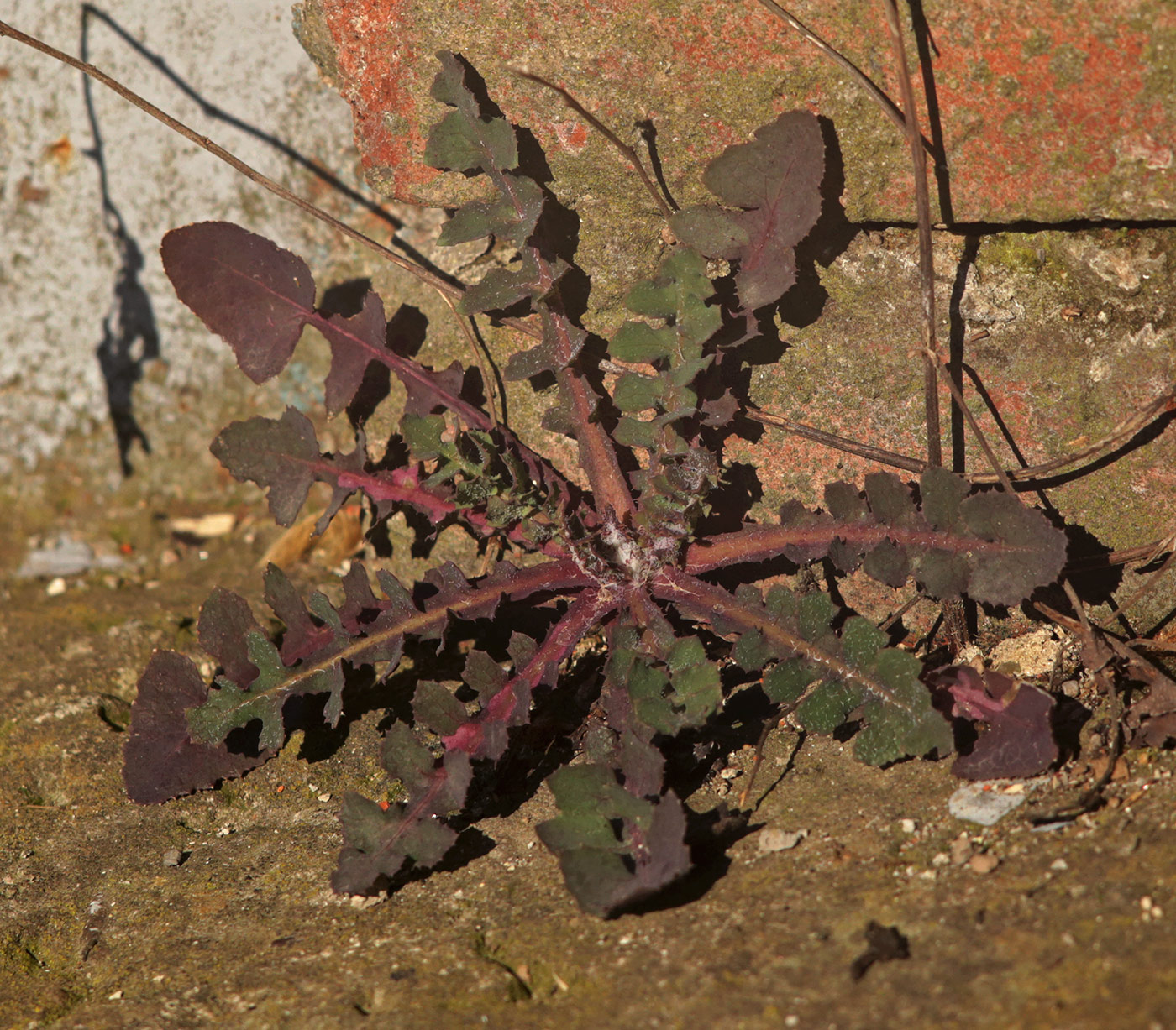 Изображение особи Sonchus oleraceus.