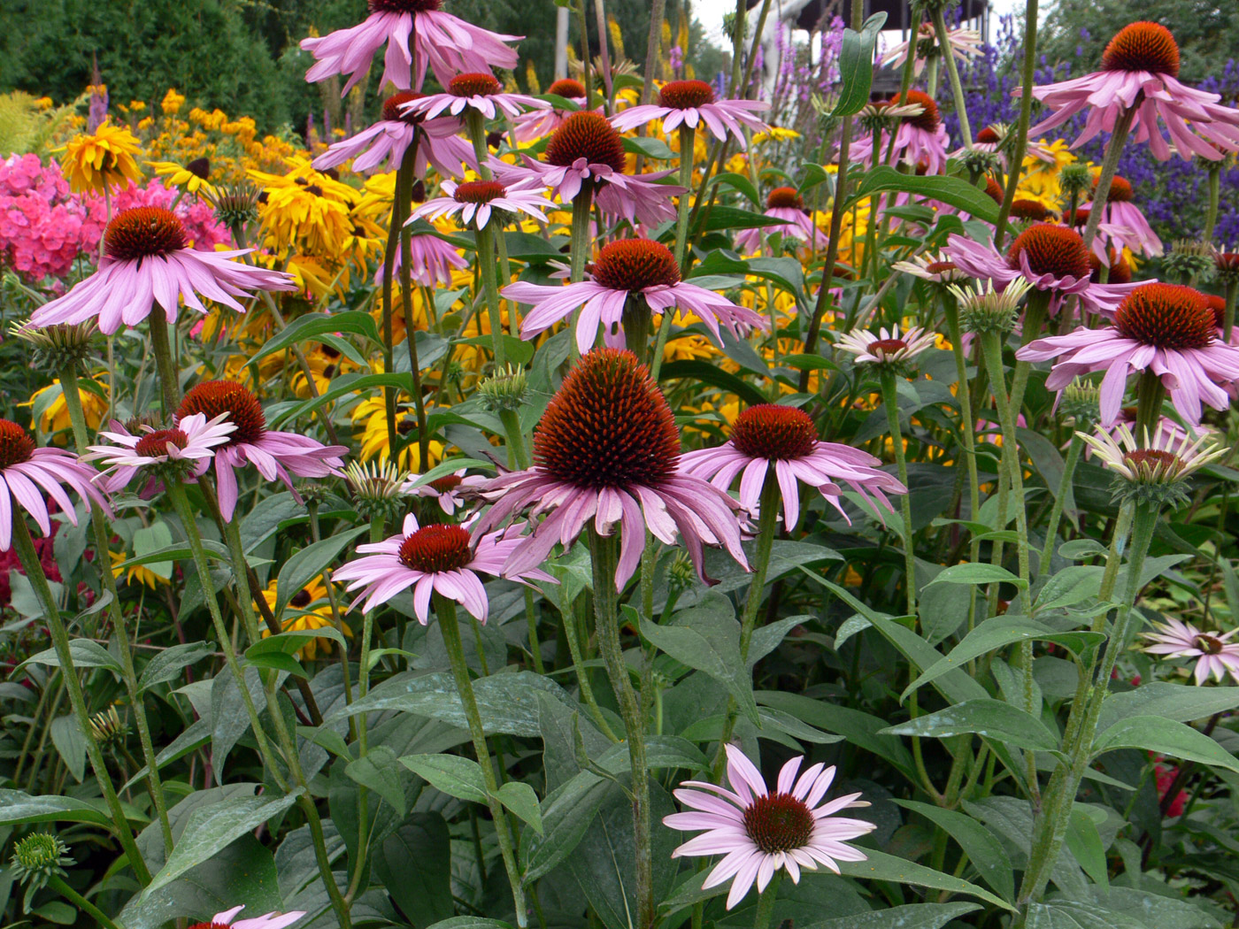 Image of Echinacea purpurea specimen.