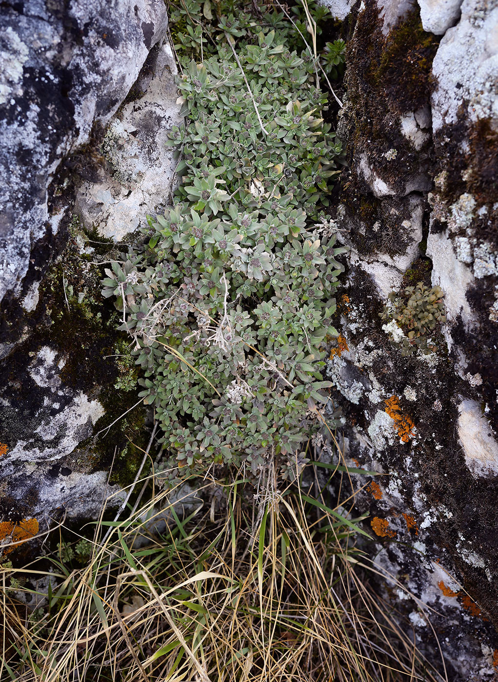 Изображение особи Schivereckia podolica.