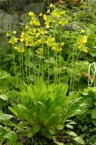 Primula sikkimensis
