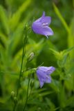 Campanula persicifolia. Верхушки цветущих растений. Кировская обл., г. Киров, Ботанический сад Вятского государственного университета, в культуре. 07.07.2018.