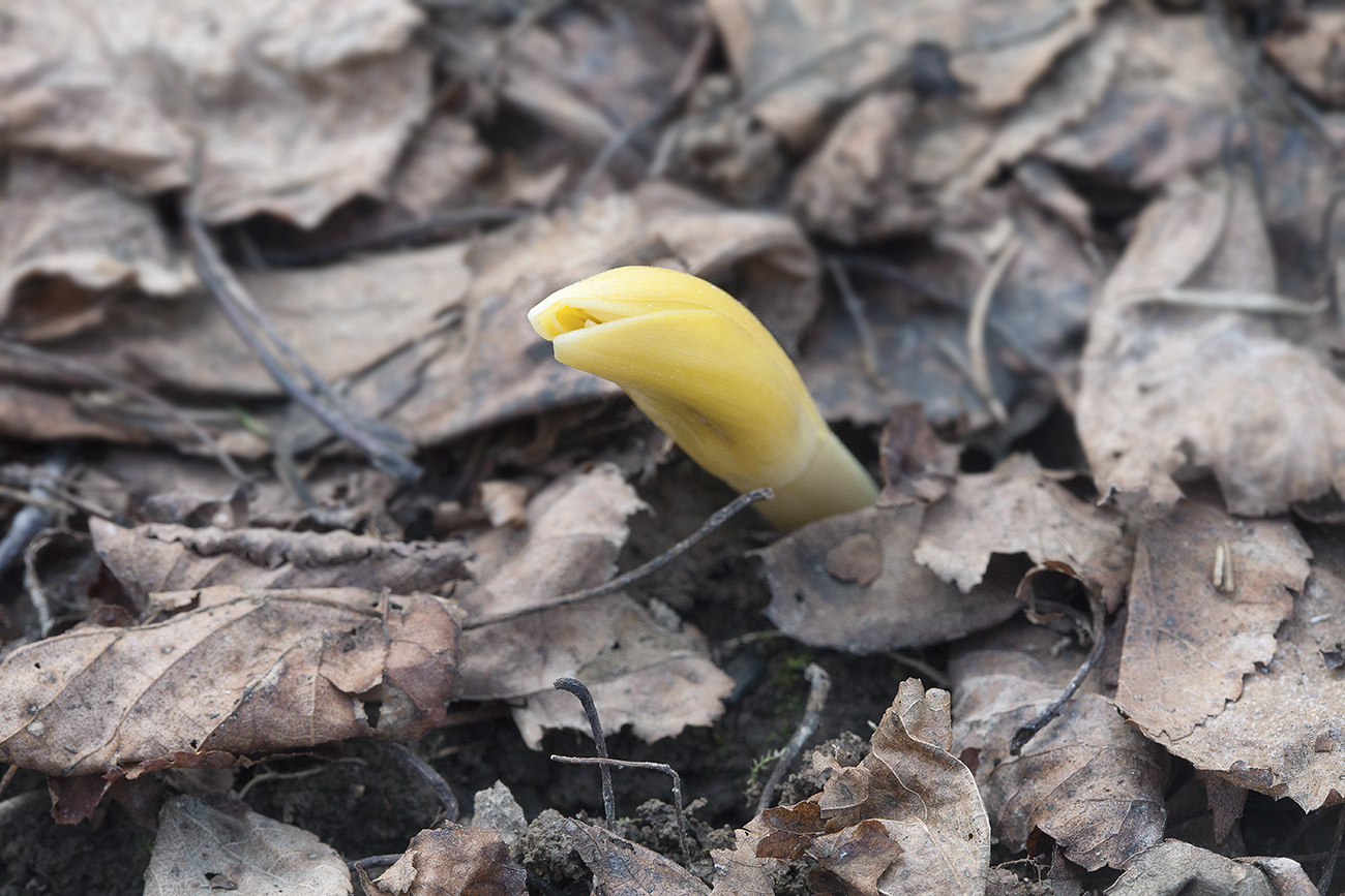 Изображение особи Fritillaria persica.