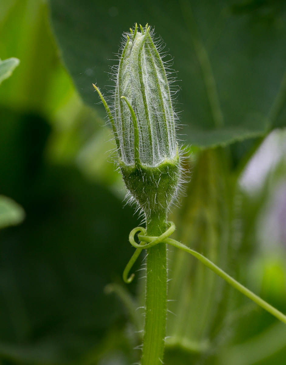 Image of Cucurbita maxima specimen.