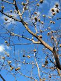 Ceiba pentandra