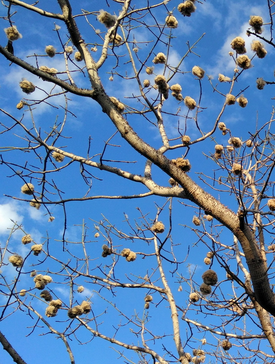 Изображение особи Ceiba pentandra.