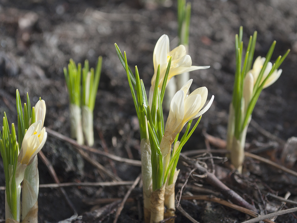 Image of Crocus chrysanthus specimen.