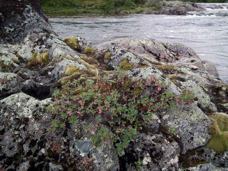 Image of Vaccinium uliginosum ssp. microphyllum specimen.