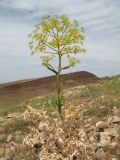 Ferula diversivittata. Цветущее растение. Южный Казахстан, западные отроги Киргизского хр., горы Ботамойнак в окр. г. Тараз, ≈ 800 м н.у.м. 24 мая 2019 г.