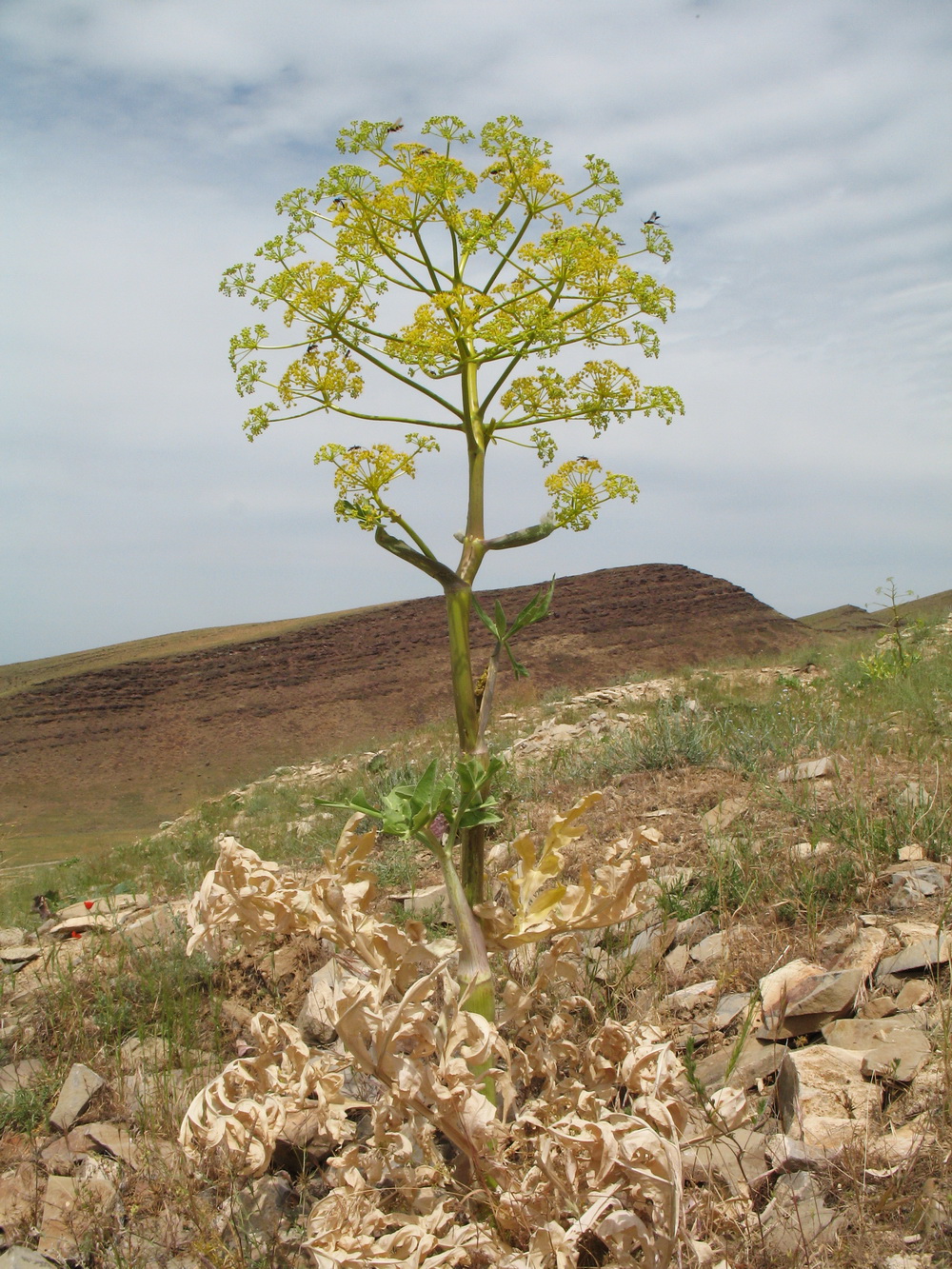 Изображение особи Ferula diversivittata.