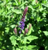 Salvia tesquicola. Расцветающее соцветие. Москва, Якиманка, парк Музеон, в культуре. 02.06.2019.