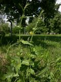 Cichorium intybus