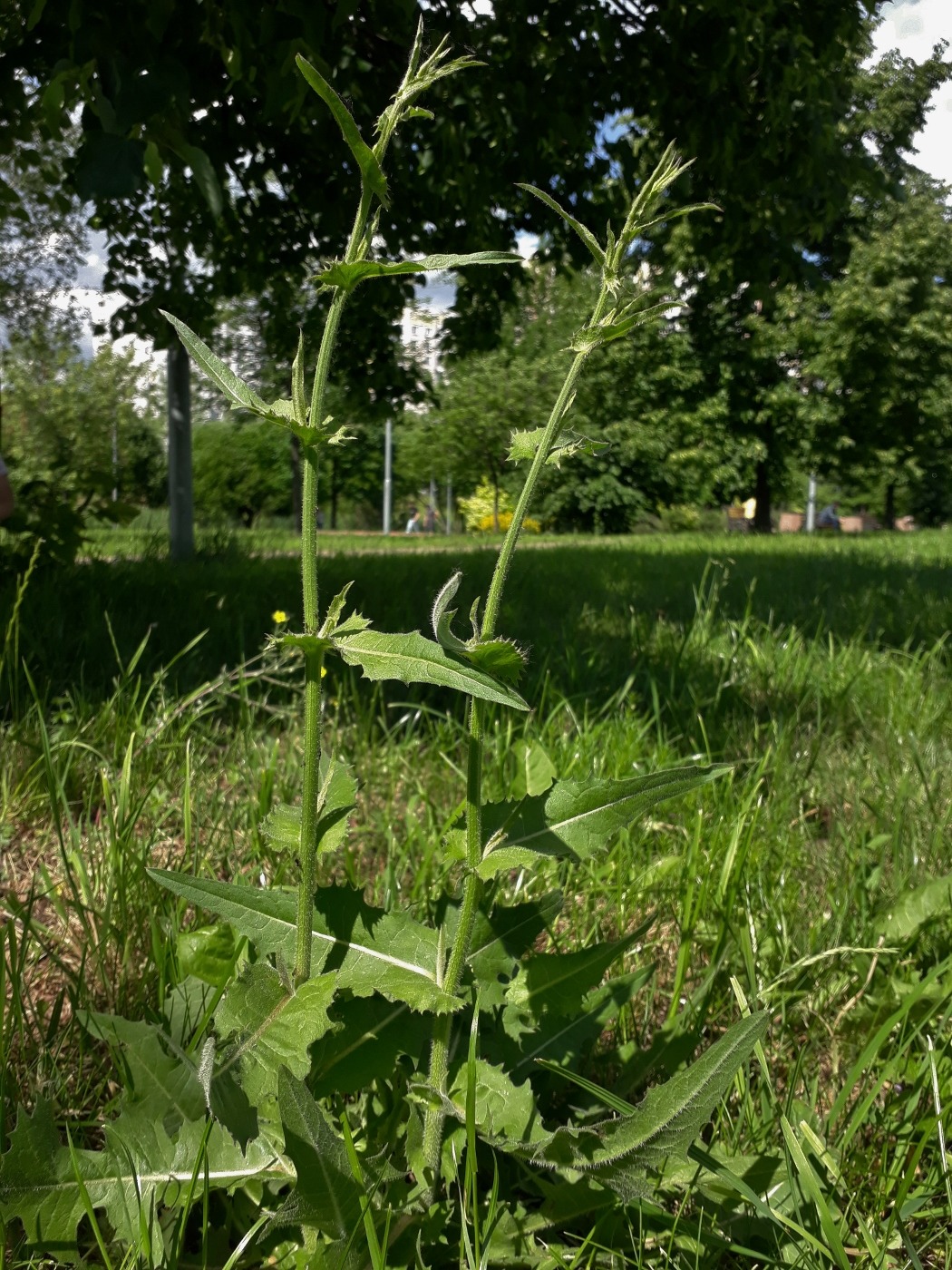 Image of Cichorium intybus specimen.