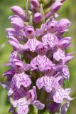 Dactylorhiza baltica. Цветки. Ленинградская обл., Гатчинский р-н, окр. дер. Авколево, карьер \"Елизаветино\", зарастающий деревьями вейниковый луг на месте выработки известняка. 16.06.2019.