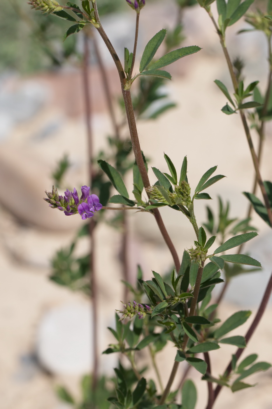 Image of Medicago tianschanica specimen.