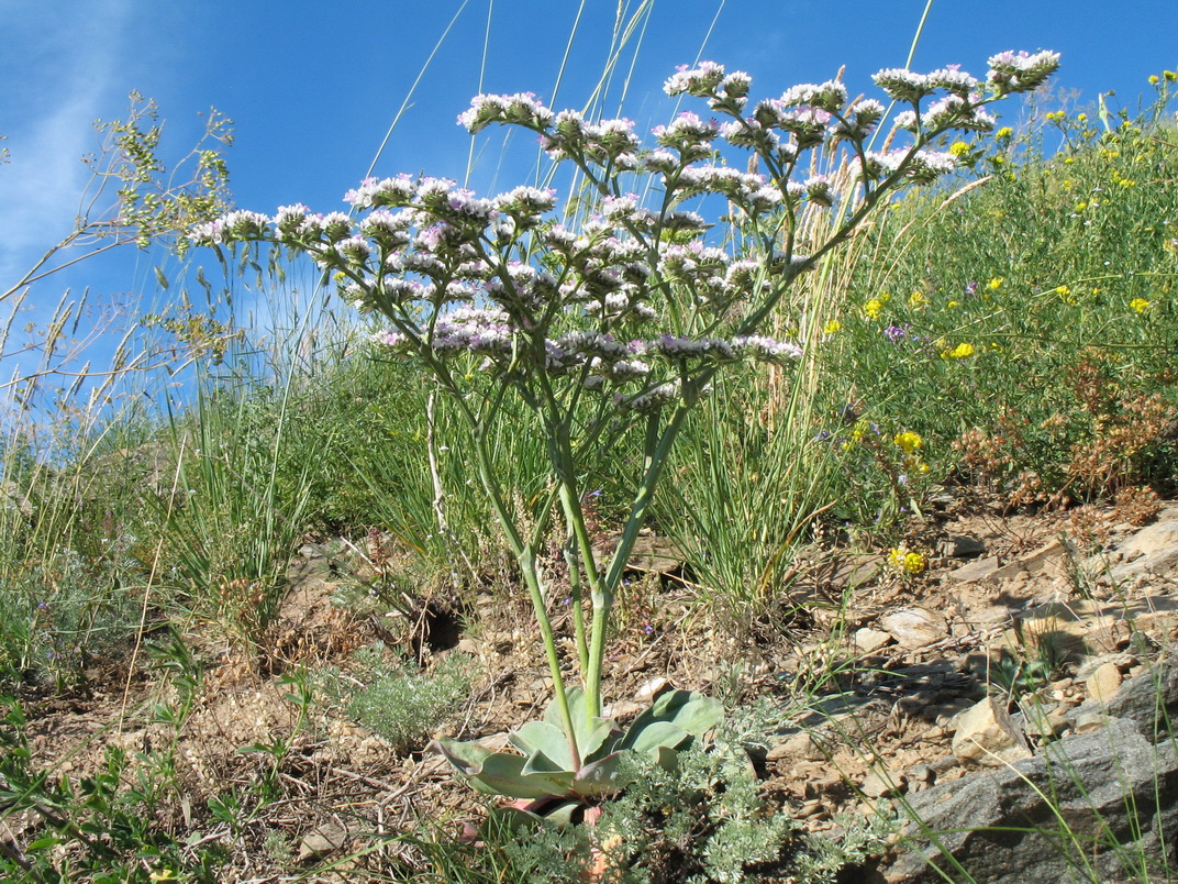 Изображение особи Goniolimon speciosum.