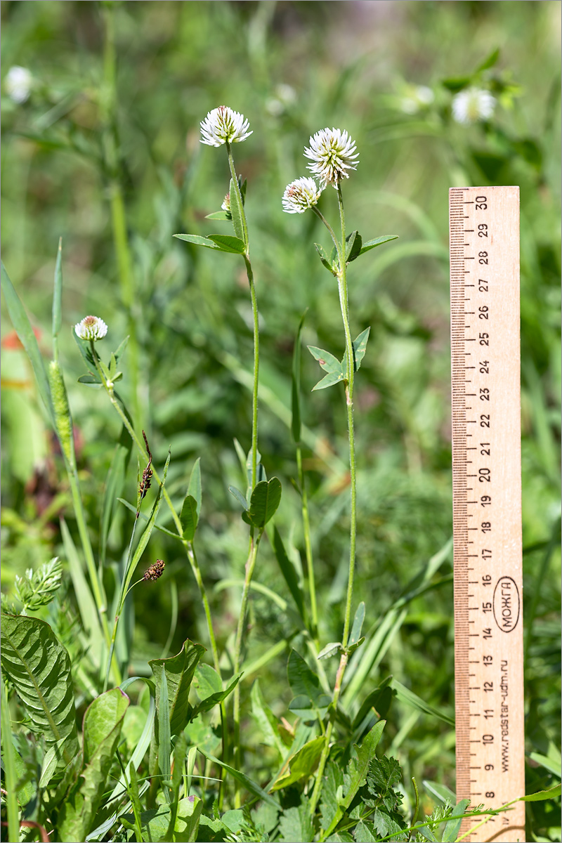 Изображение особи Trifolium montanum.