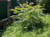 Rhus typhina