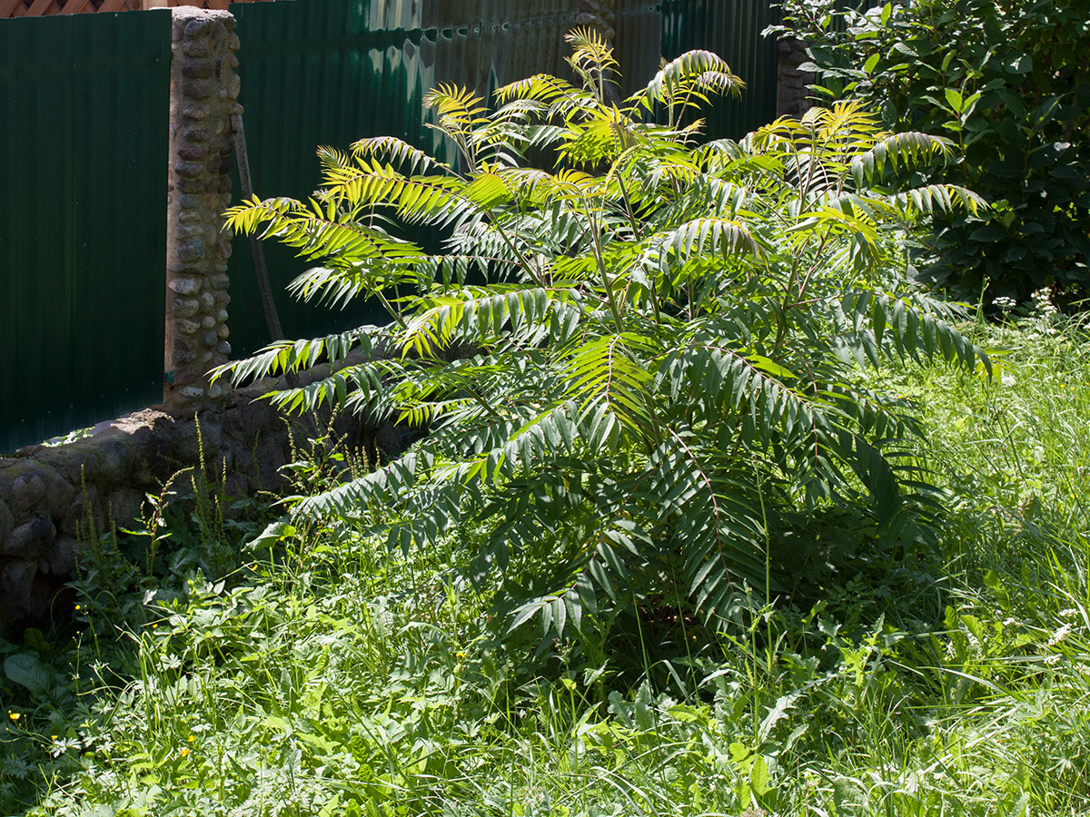 Image of Rhus typhina specimen.