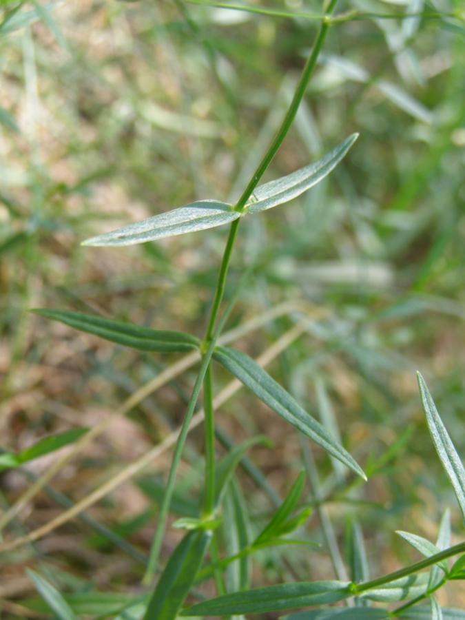 Image of Stellaria hebecalyx specimen.