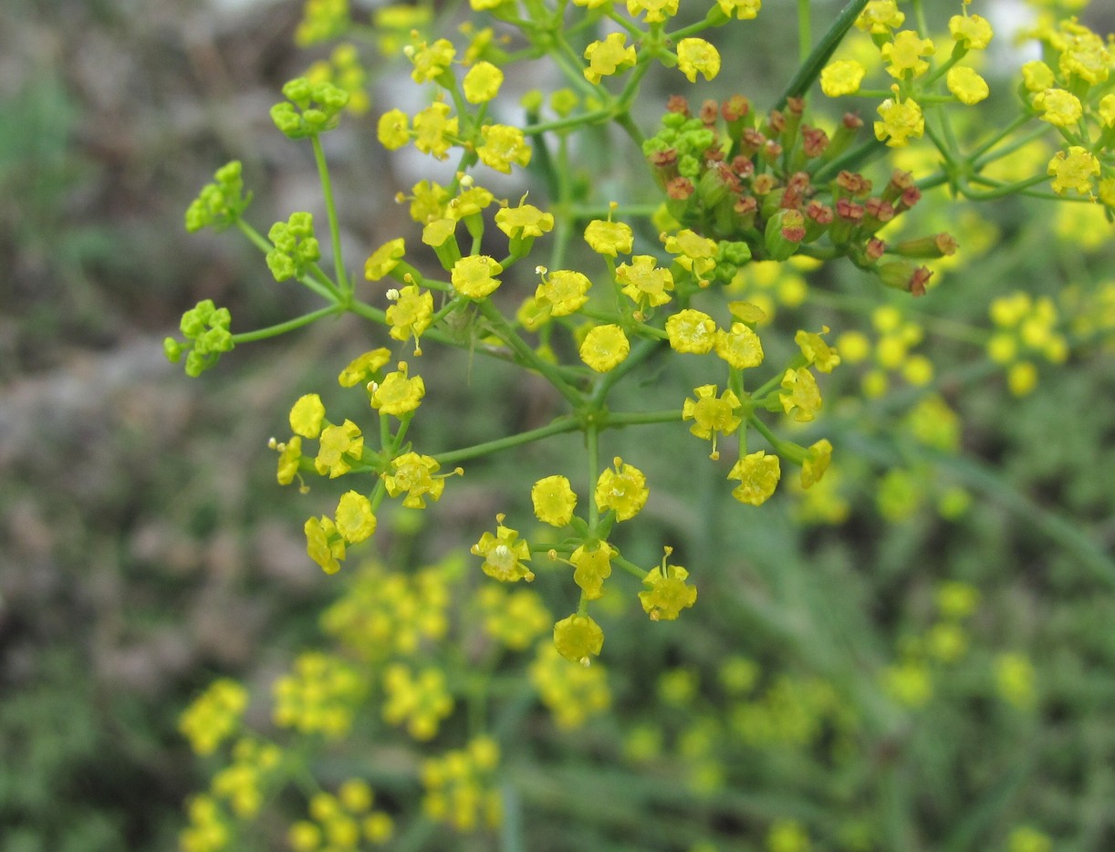 Изображение особи Bupleurum woronowii.