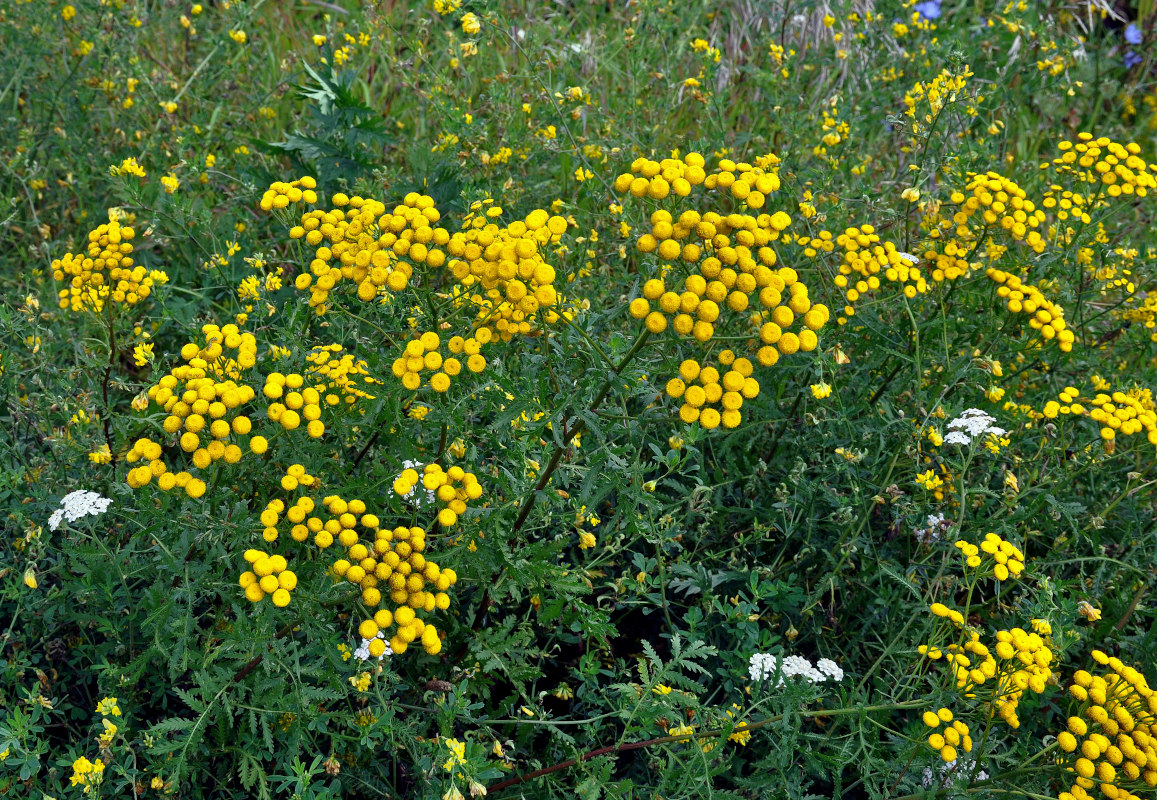 Изображение особи Tanacetum vulgare.