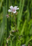 Geranium asiaticum. Верхушка цветущего растения. Челябинская обл, Саткинский р-н, долина р. Первая, луг. 16 июня 2019 г.