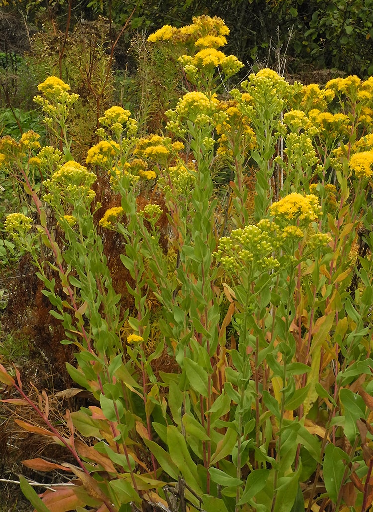 Изображение особи Solidago rigida.