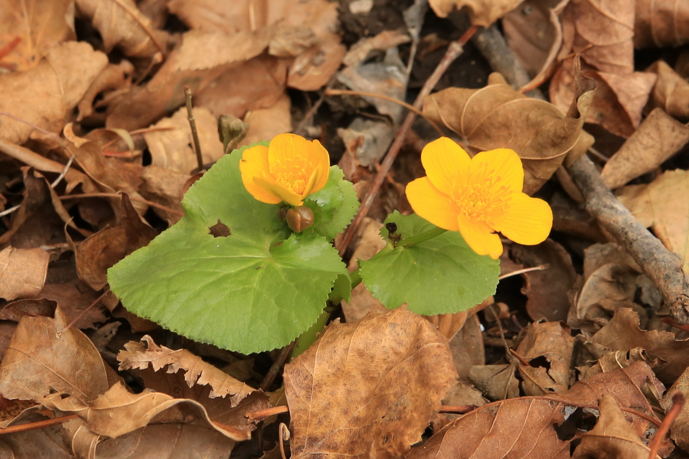 Image of Caltha silvestris specimen.