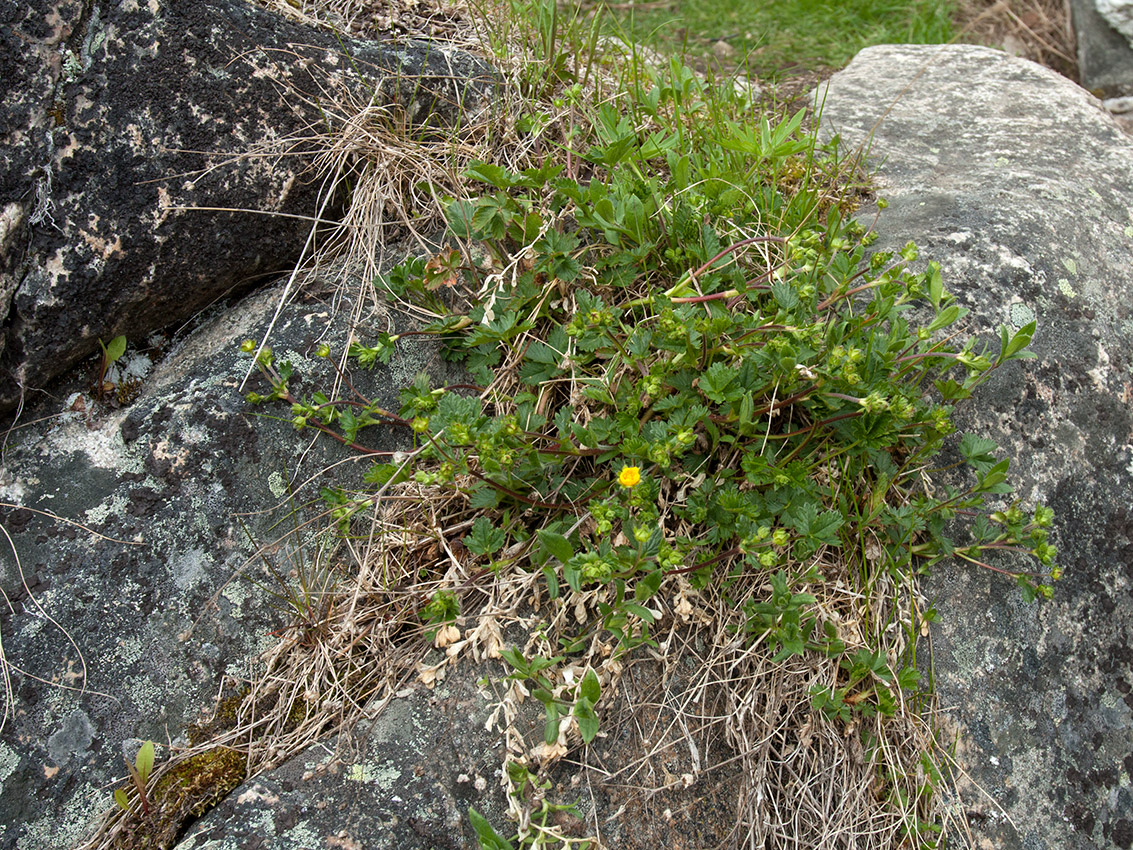 Изображение особи Potentilla crantzii.