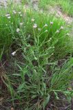 Erigeron orientalis