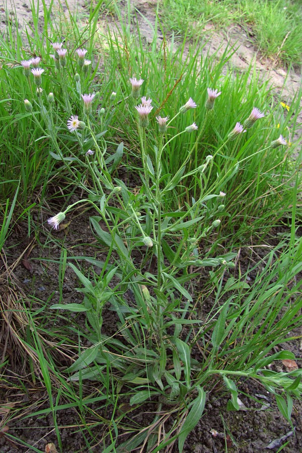 Image of Erigeron orientalis specimen.