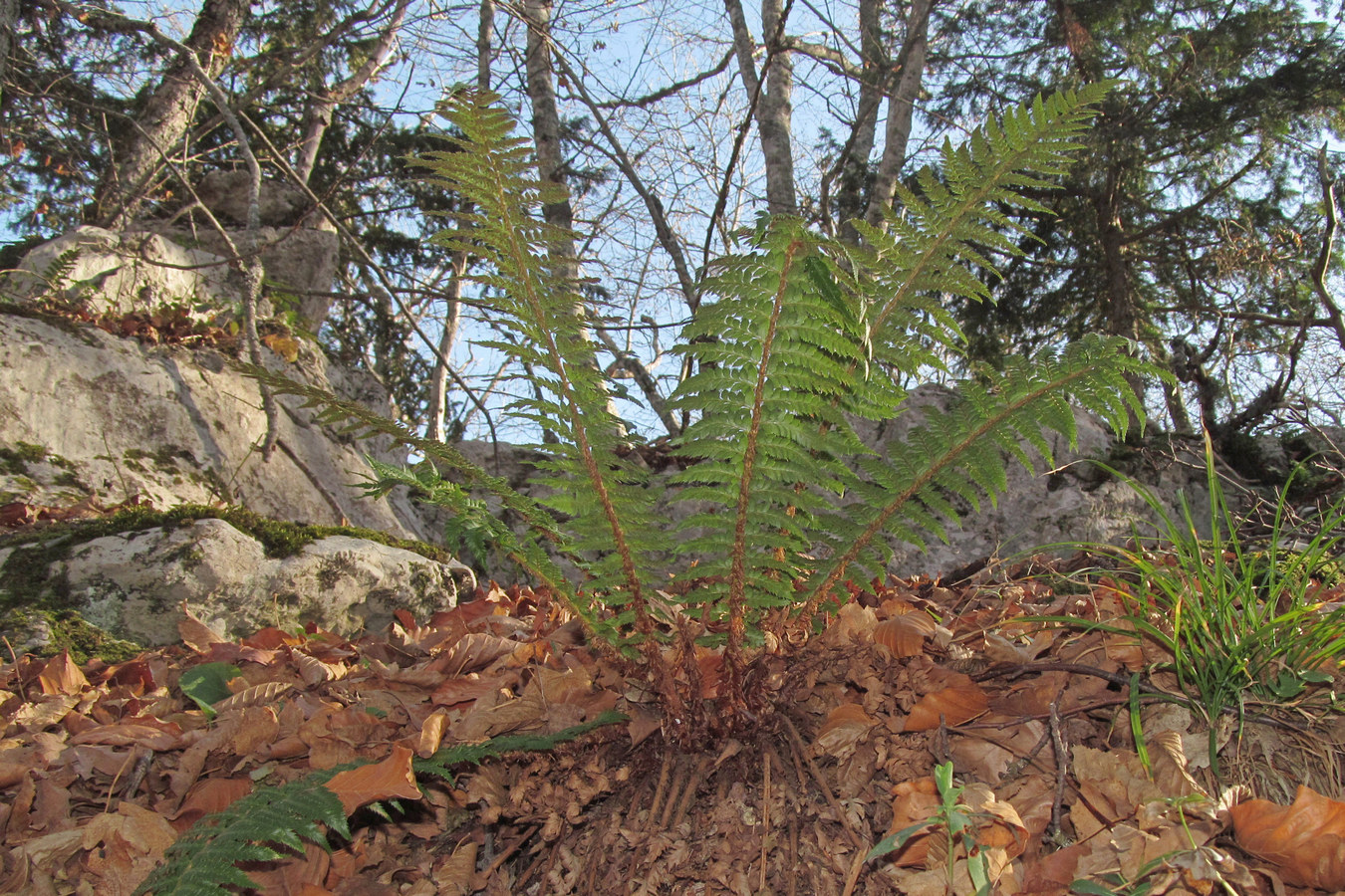 Image of Polystichum aculeatum specimen.