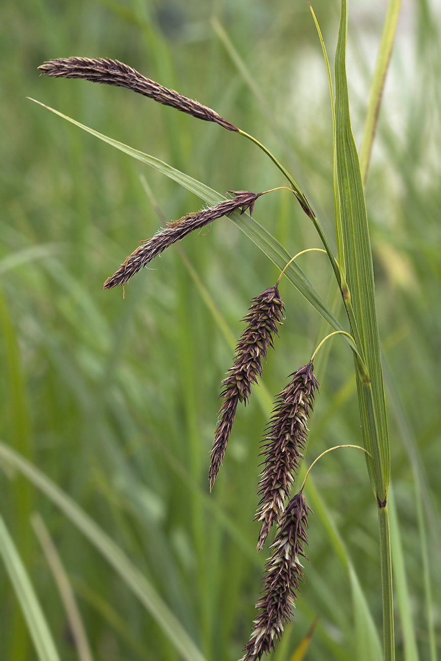 Изображение особи Carex cryptocarpa.