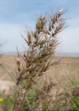 Poa bulbosa subspecies vivipara. Верхушки побегов с соплодиями. Краснодарский край, м/о Анапа, окр. станицы Благовещенская, Витязевский лиман, песчано-глиняный холм. 26.04.2015.