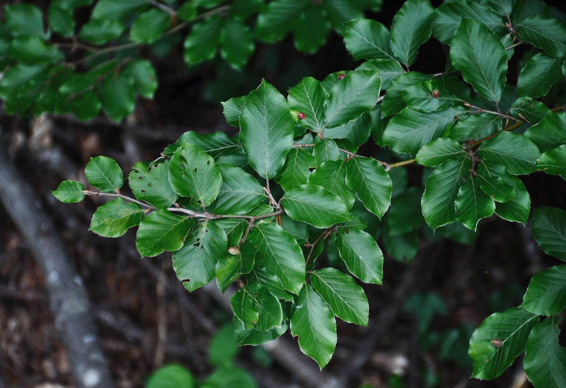 Image of Fagus sylvatica specimen.