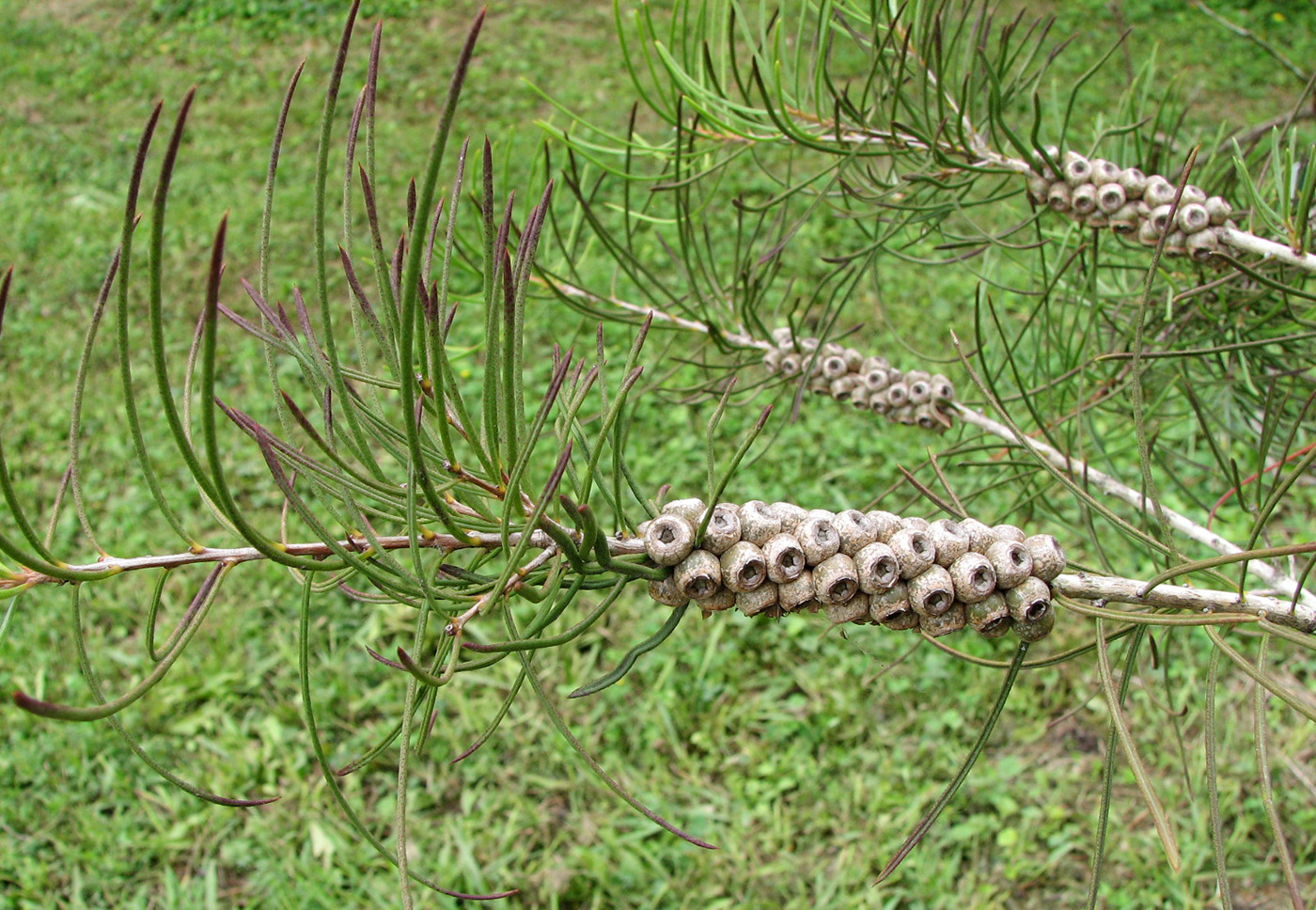 Image of Callistemon pinifolius specimen.