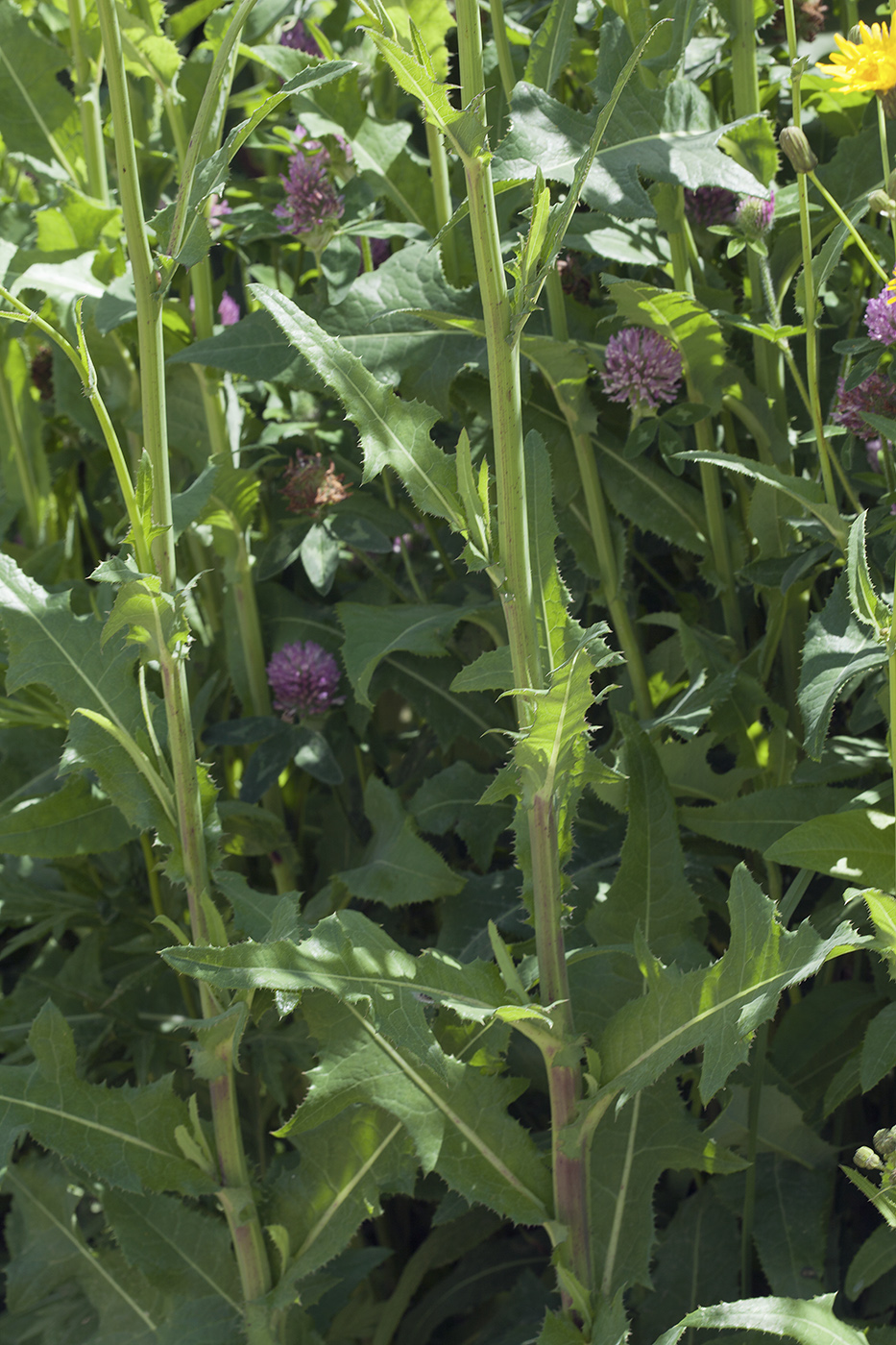 Image of Sonchus arvensis specimen.