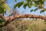 Rosa corymbifera. Часть старой многолетней ветки. Краснодарский край, м/о Анапа, окр. станицы Благовещенская, Витязевский лиман, подножие песчано-глиняного холма. 24.05.2015.