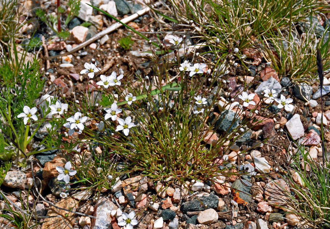 Image of Minuartia verna specimen.