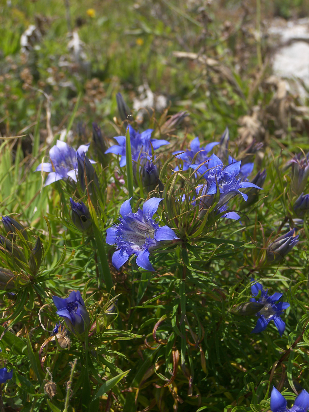 Изображение особи Gentiana paradoxa.