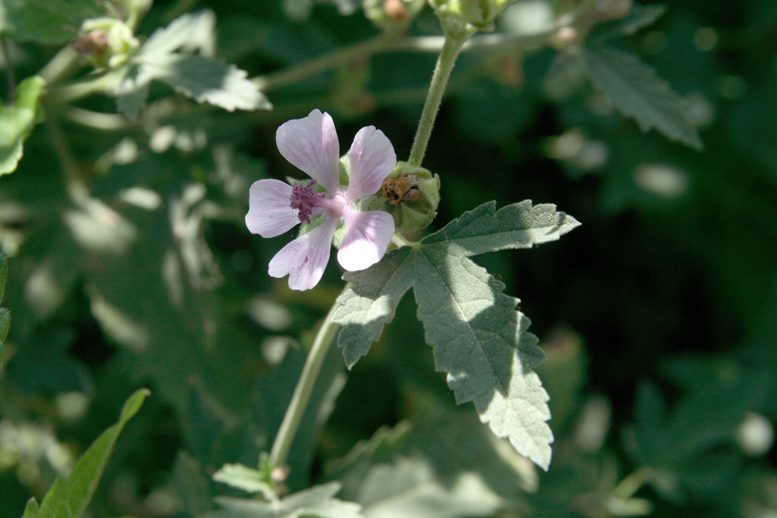 Image of Althaea broussonetiifolia specimen.