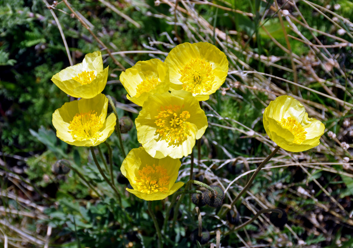 Image of genus Papaver specimen.