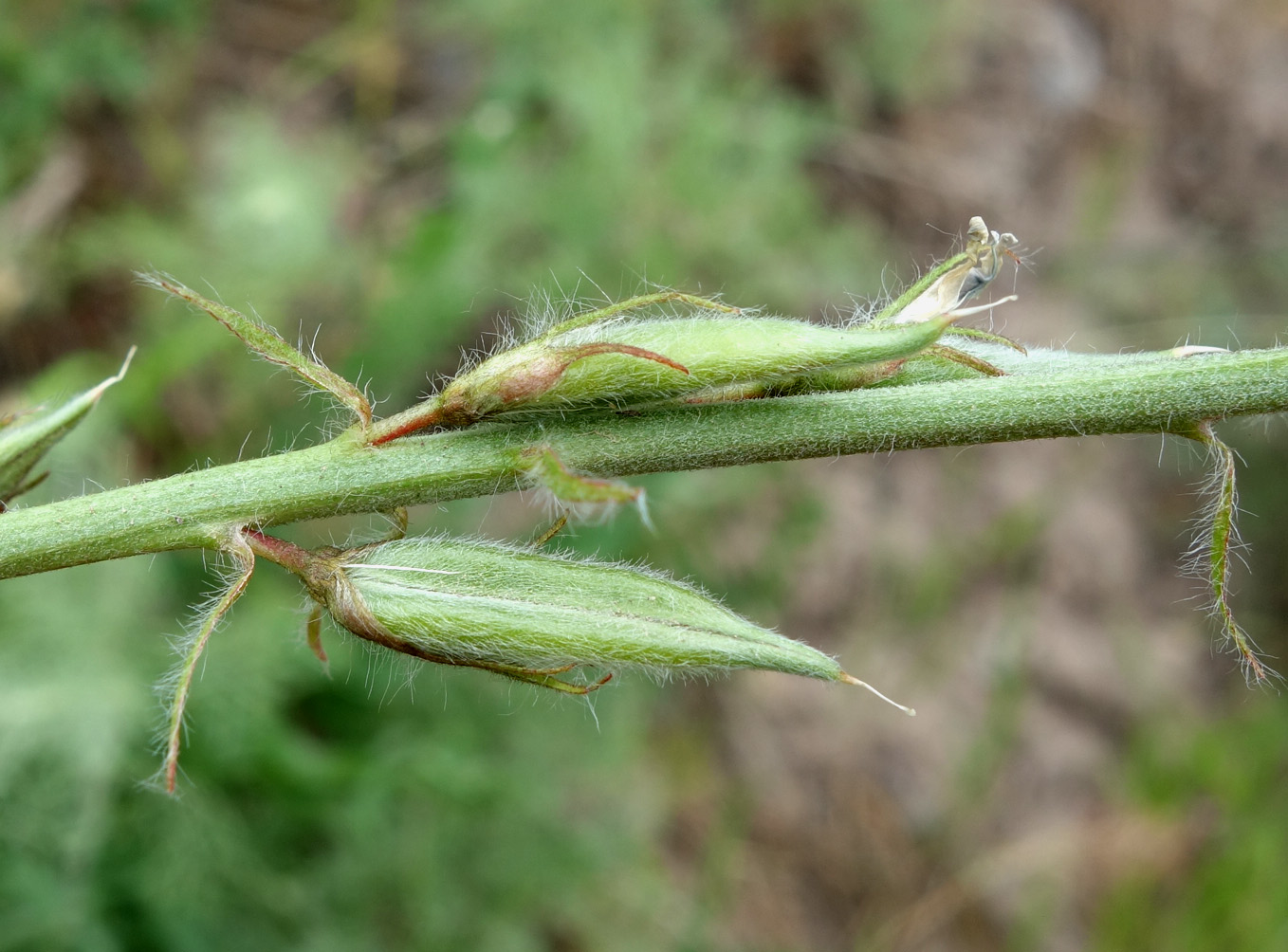 Image of Oxytropis ferganensis specimen.