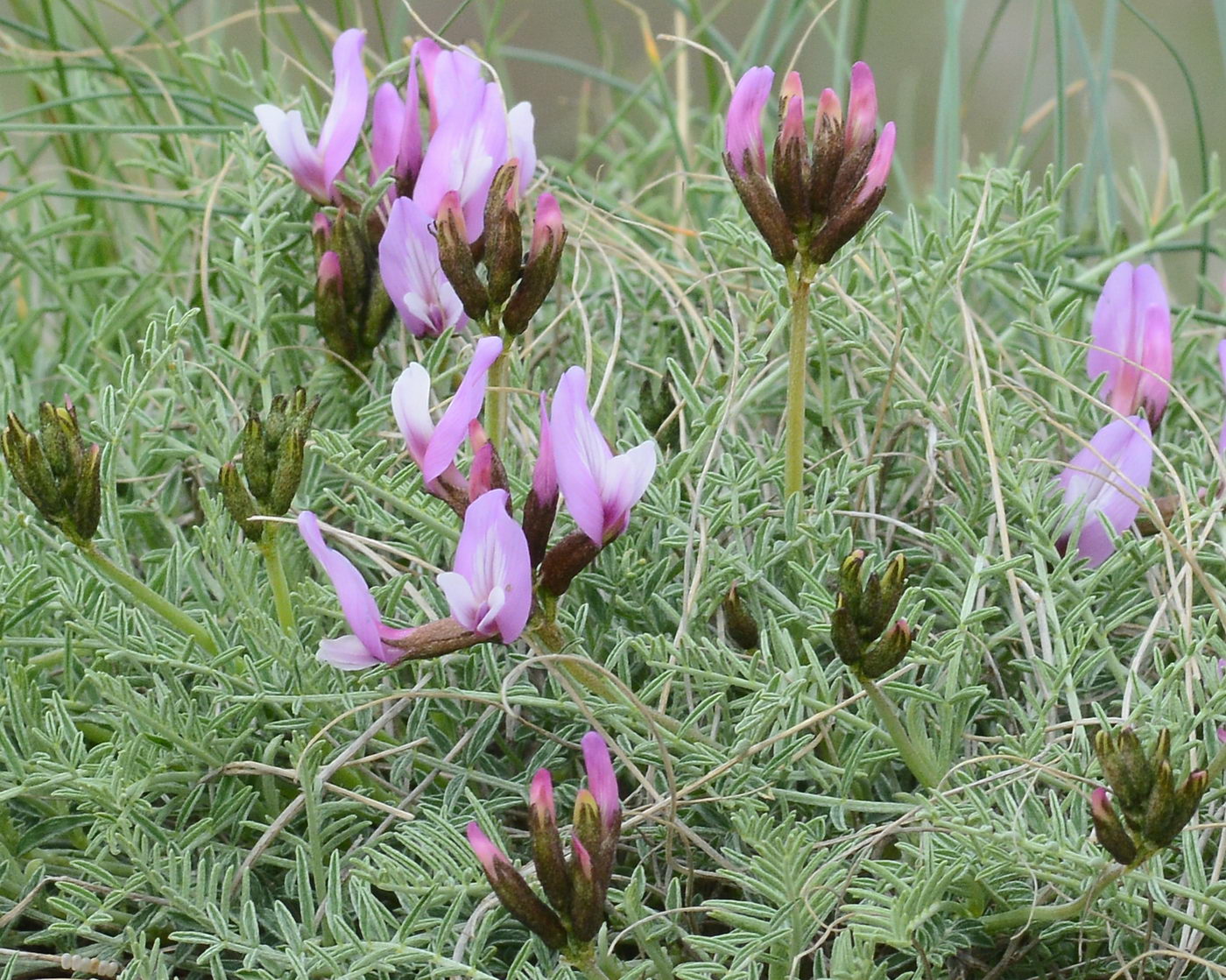 Image of Astragalus pachyrrhizus specimen.