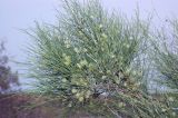 Calligonum eriopodum