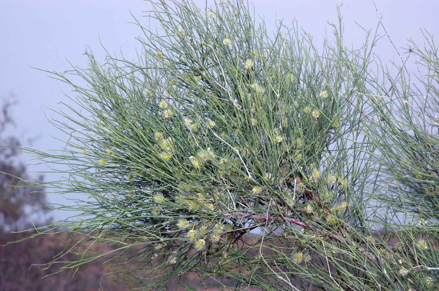 Image of Calligonum eriopodum specimen.