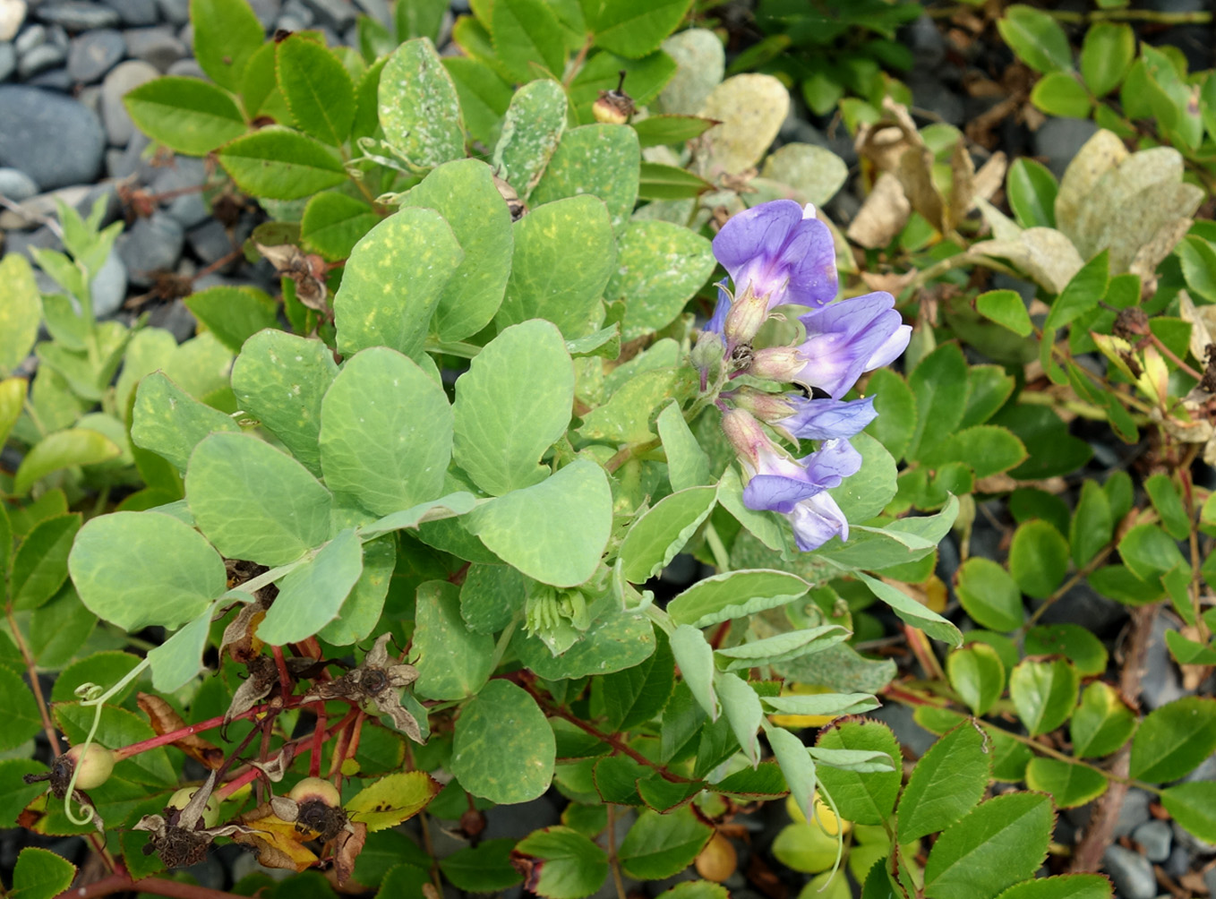 Изображение особи Lathyrus japonicus.