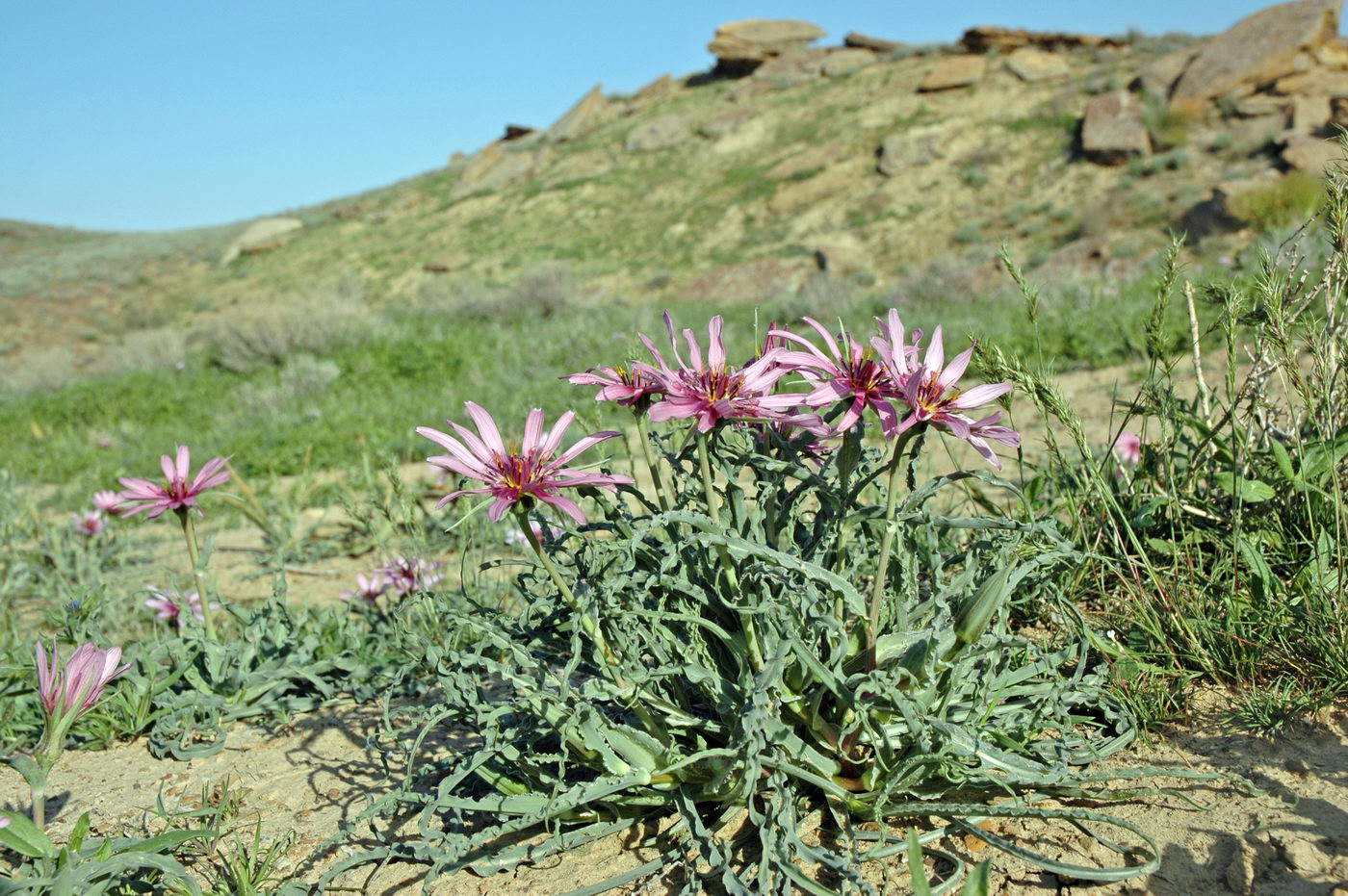 Image of Tragopogon marginifolius specimen.